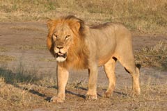 The Lions are Full
